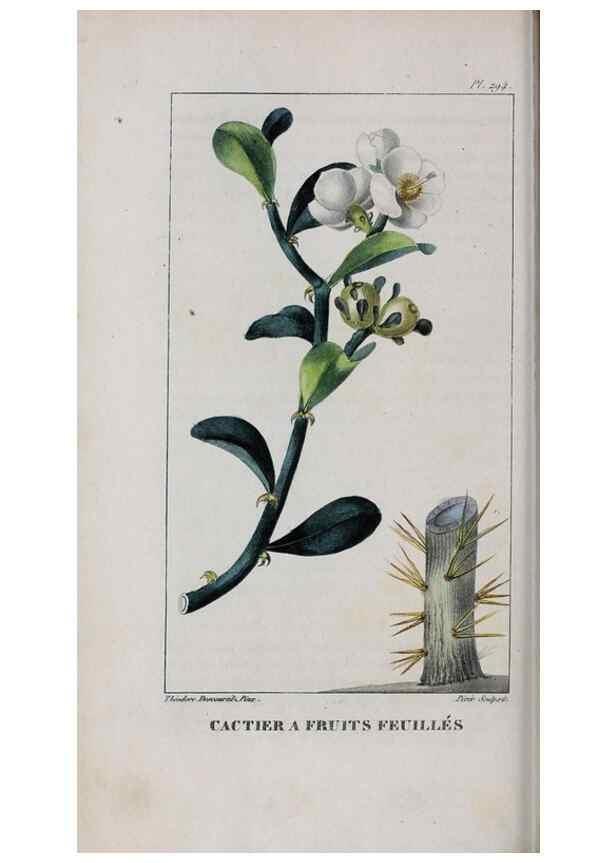 Reproducción/Reproduction 47170016661: Flore pittoresque et médicale des Antilles, ou, Histoire naturelle des plantes usuelles des colonies françaises, anglaises, espagnoles, et portugaises /. Paris :Ches l'Editeur,1833.. 