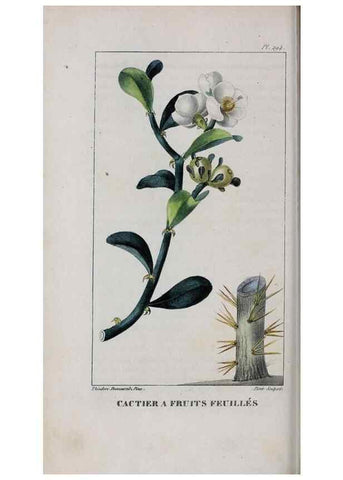Reproducción/Reproduction 47170016661: Flore pittoresque et médicale des Antilles, ou, Histoire naturelle des plantes usuelles des colonies françaises, anglaises, espagnoles, et portugaises /. Paris :Ches l'Editeur,1833.. 