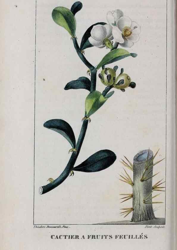 Reproducción/Reproduction 47170016661: Flore pittoresque et médicale des Antilles, ou, Histoire naturelle des plantes usuelles des colonies françaises, anglaises, espagnoles, et portugaises /. Paris :Ches l'Editeur,1833.. 