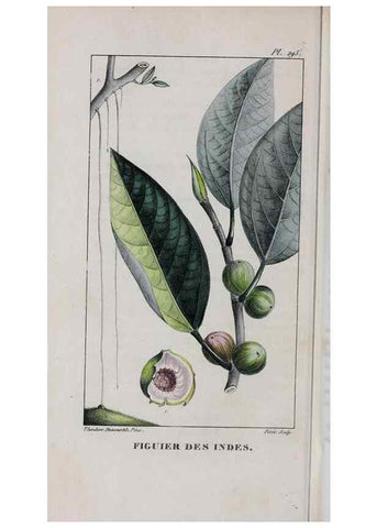 Reproducción/Reproduction 40205103133: Flore pittoresque et médicale des Antilles, ou, Histoire naturelle des plantes usuelles des colonies françaises, anglaises, espagnoles, et portugaises /. Paris :Ches l'Editeur,1833.. 