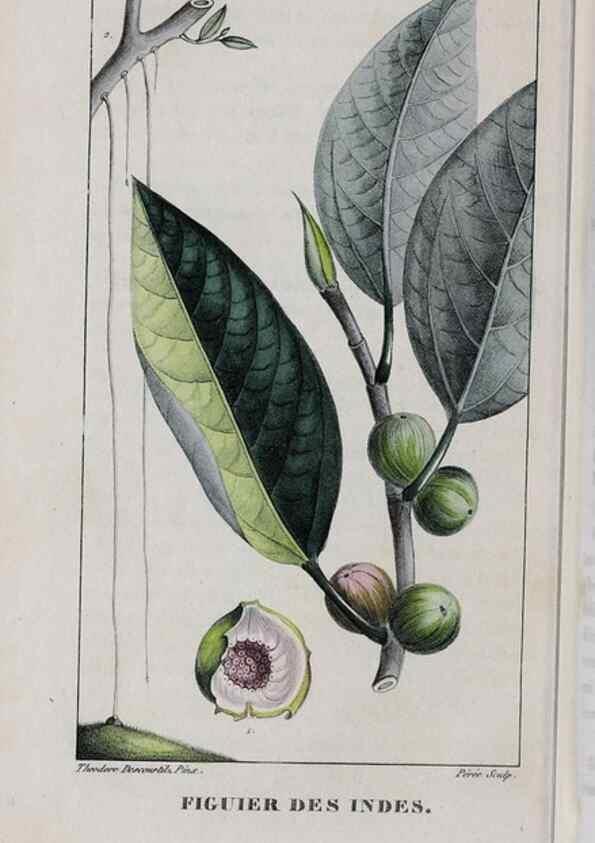 Reproducción/Reproduction 40205103133: Flore pittoresque et médicale des Antilles, ou, Histoire naturelle des plantes usuelles des colonies françaises, anglaises, espagnoles, et portugaises /. Paris :Ches l'Editeur,1833.. 