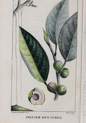 Reproducción/Reproduction 40205103133: Flore pittoresque et médicale des Antilles, ou, Histoire naturelle des plantes usuelles des colonies françaises, anglaises, espagnoles, et portugaises /. Paris :Ches l'Editeur,1833.. 