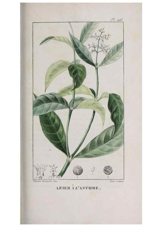 Reproducción/Reproduction 47118000982: Flore pittoresque et médicale des Antilles, ou, Histoire naturelle des plantes usuelles des colonies françaises, anglaises, espagnoles, et portugaises /. Paris :Ches l'Editeur,1833.. 