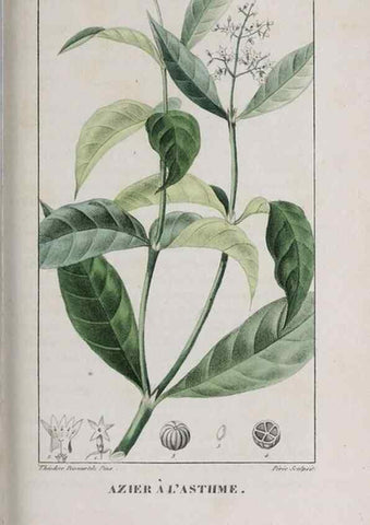 Reproducción/Reproduction 47118000982: Flore pittoresque et médicale des Antilles, ou, Histoire naturelle des plantes usuelles des colonies françaises, anglaises, espagnoles, et portugaises /. Paris :Ches l'Editeur,1833.. 