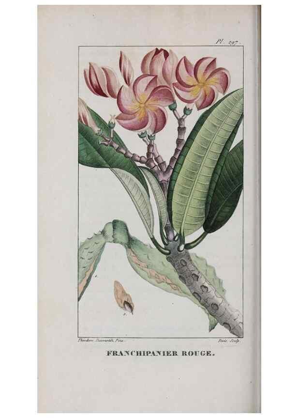 Reproducción/Reproduction 47118002482: Flore pittoresque et médicale des Antilles, ou, Histoire naturelle des plantes usuelles des colonies françaises, anglaises, espagnoles, et portugaises /. Paris :Ches l'Editeur,1833.. 