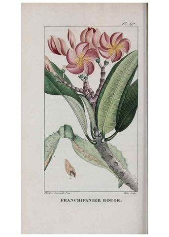 Reproducción/Reproduction 47118002482: Flore pittoresque et médicale des Antilles, ou, Histoire naturelle des plantes usuelles des colonies françaises, anglaises, espagnoles, et portugaises /. Paris :Ches l'Editeur,1833.. 