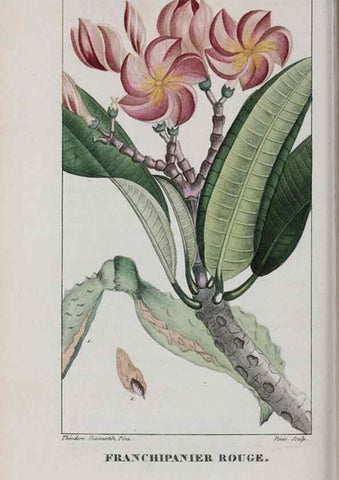 Reproducción/Reproduction 47118002482: Flore pittoresque et médicale des Antilles, ou, Histoire naturelle des plantes usuelles des colonies françaises, anglaises, espagnoles, et portugaises /. Paris :Ches l'Editeur,1833.. 