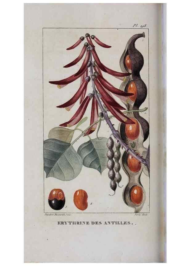 Reproducción/Reproduction 47170021971: Flore pittoresque et médicale des Antilles, ou, Histoire naturelle des plantes usuelles des colonies françaises, anglaises, espagnoles, et portugaises /. Paris :Ches l'Editeur,1833.. 