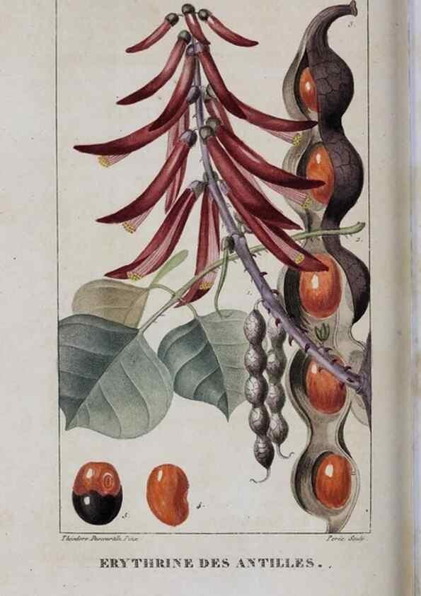 Reproducción/Reproduction 47170021971: Flore pittoresque et médicale des Antilles, ou, Histoire naturelle des plantes usuelles des colonies françaises, anglaises, espagnoles, et portugaises /. Paris :Ches l'Editeur,1833.. 