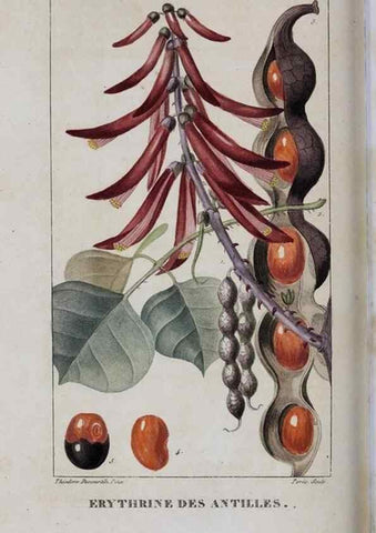 Reproducción/Reproduction 47170021971: Flore pittoresque et médicale des Antilles, ou, Histoire naturelle des plantes usuelles des colonies françaises, anglaises, espagnoles, et portugaises /. Paris :Ches l'Editeur,1833.. 