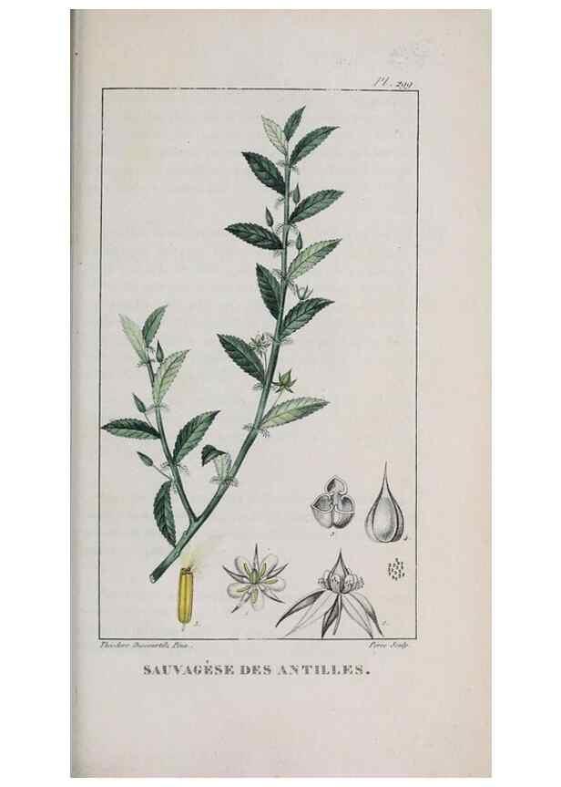 Reproducción/Reproduction 47170022671: Flore pittoresque et médicale des Antilles, ou, Histoire naturelle des plantes usuelles des colonies françaises, anglaises, espagnoles, et portugaises /. Paris :Ches l'Editeur,1833.. 