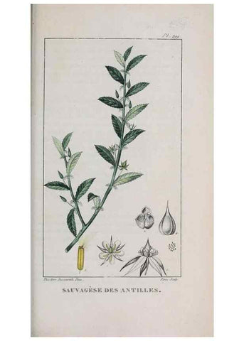 Reproducción/Reproduction 47170022671: Flore pittoresque et médicale des Antilles, ou, Histoire naturelle des plantes usuelles des colonies françaises, anglaises, espagnoles, et portugaises /. Paris :Ches l'Editeur,1833.. 