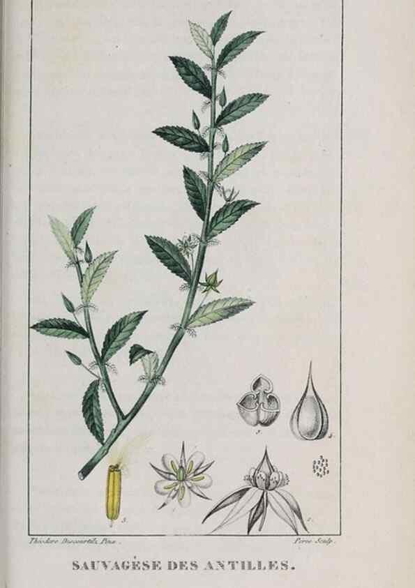 Reproducción/Reproduction 47170022671: Flore pittoresque et médicale des Antilles, ou, Histoire naturelle des plantes usuelles des colonies françaises, anglaises, espagnoles, et portugaises /. Paris :Ches l'Editeur,1833.. 