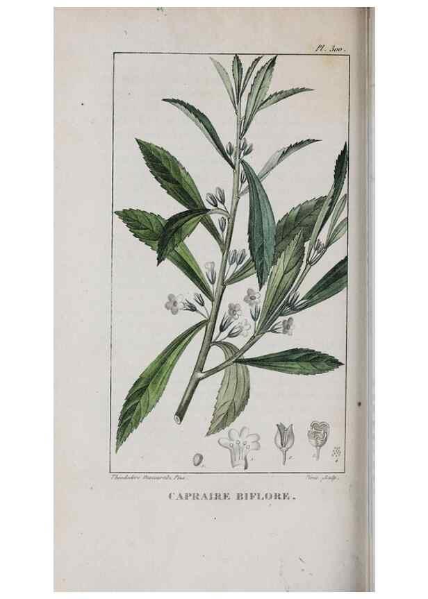 Reproducción/Reproduction 47170023521: Flore pittoresque et médicale des Antilles, ou, Histoire naturelle des plantes usuelles des colonies françaises, anglaises, espagnoles, et portugaises /. Paris :Ches l'Editeur,1833.. 