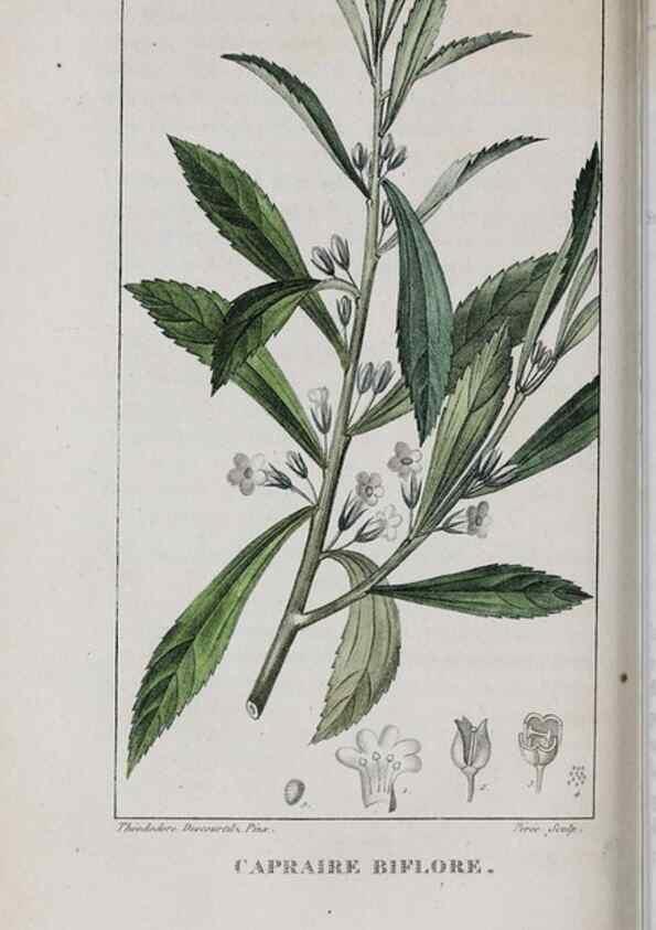 Reproducción/Reproduction 47170023521: Flore pittoresque et médicale des Antilles, ou, Histoire naturelle des plantes usuelles des colonies françaises, anglaises, espagnoles, et portugaises /. Paris :Ches l'Editeur,1833.. 