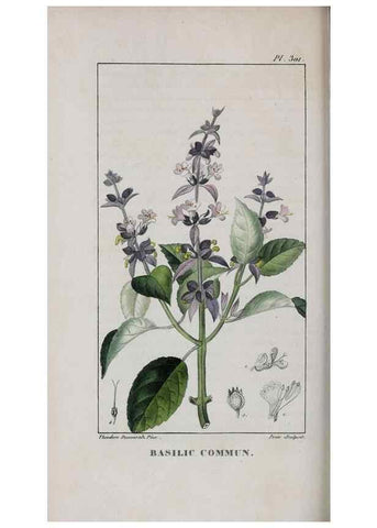 Reproducción/Reproduction 47118006552: Flore pittoresque et médicale des Antilles, ou, Histoire naturelle des plantes usuelles des colonies françaises, anglaises, espagnoles, et portugaises /. Paris :Ches l'Editeur,1833.. 