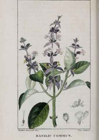 Reproducción/Reproduction 47118006552: Flore pittoresque et médicale des Antilles, ou, Histoire naturelle des plantes usuelles des colonies françaises, anglaises, espagnoles, et portugaises /. Paris :Ches l'Editeur,1833.. 