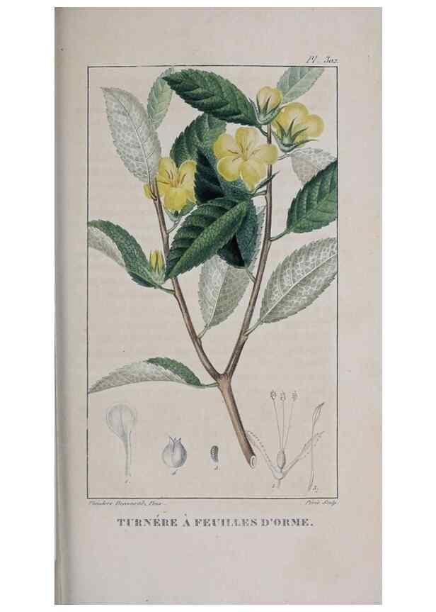 Reproducción/Reproduction 33294764198: Flore pittoresque et médicale des Antilles, ou, Histoire naturelle des plantes usuelles des colonies françaises, anglaises, espagnoles, et portugaises /. Paris :Ches l'Editeur,1833.. 