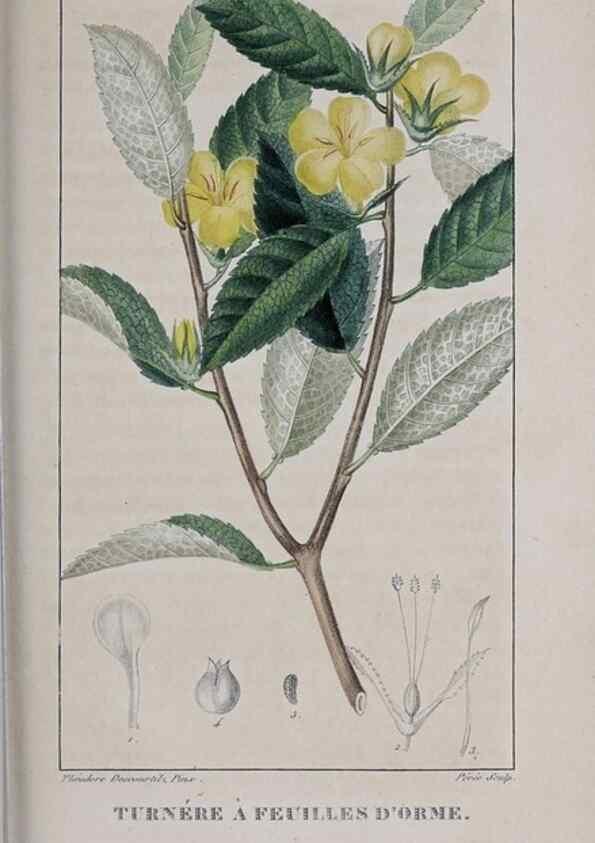 Reproducción/Reproduction 33294764198: Flore pittoresque et médicale des Antilles, ou, Histoire naturelle des plantes usuelles des colonies françaises, anglaises, espagnoles, et portugaises /. Paris :Ches l'Editeur,1833.. 