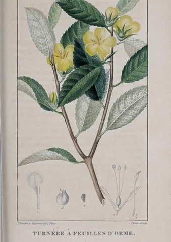 Reproducción/Reproduction 33294764198: Flore pittoresque et médicale des Antilles, ou, Histoire naturelle des plantes usuelles des colonies françaises, anglaises, espagnoles, et portugaises /. Paris :Ches l'Editeur,1833.. 