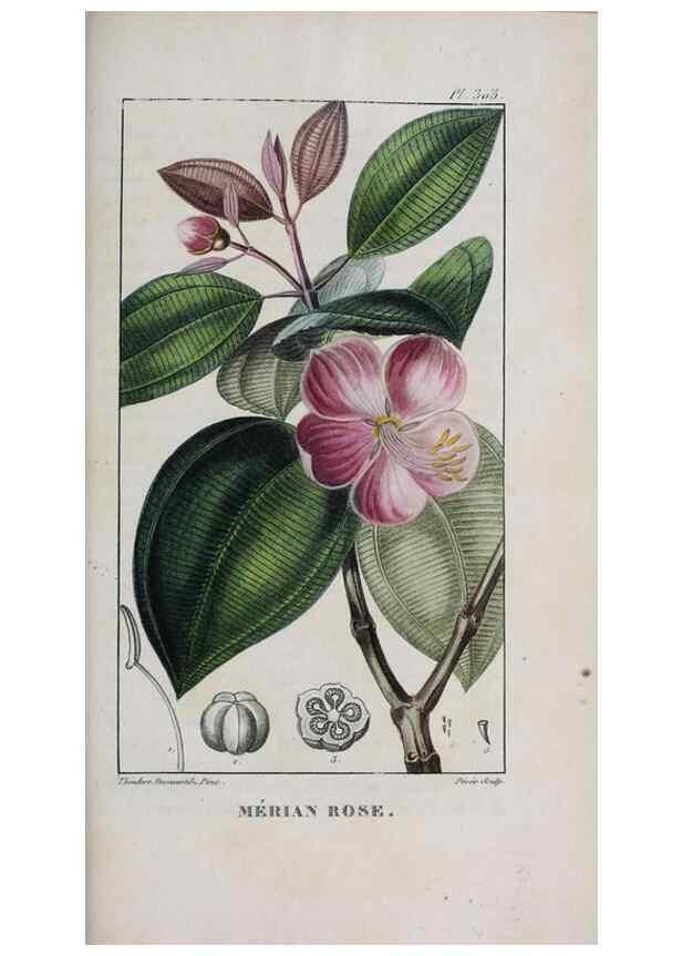 Reproducción/Reproduction 32228169587: Flore pittoresque et médicale des Antilles, ou, Histoire naturelle des plantes usuelles des colonies françaises, anglaises, espagnoles, et portugaises /. Paris :Ches l'Editeur,1833.. 