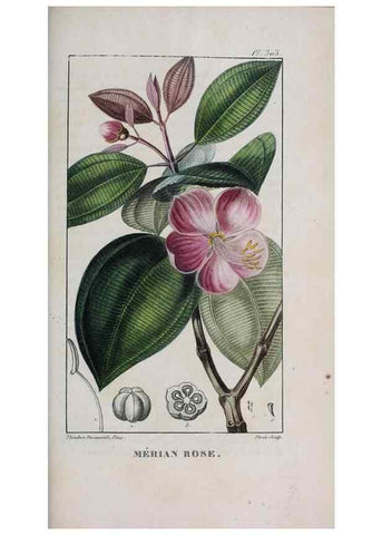 Reproducción/Reproduction 32228169587: Flore pittoresque et médicale des Antilles, ou, Histoire naturelle des plantes usuelles des colonies françaises, anglaises, espagnoles, et portugaises /. Paris :Ches l'Editeur,1833.. 