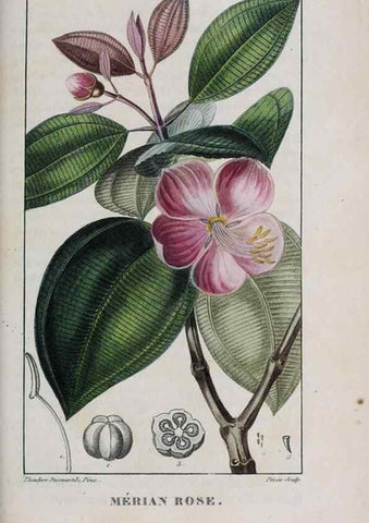 Reproducción/Reproduction 32228169587: Flore pittoresque et médicale des Antilles, ou, Histoire naturelle des plantes usuelles des colonies françaises, anglaises, espagnoles, et portugaises /. Paris :Ches l'Editeur,1833.. 