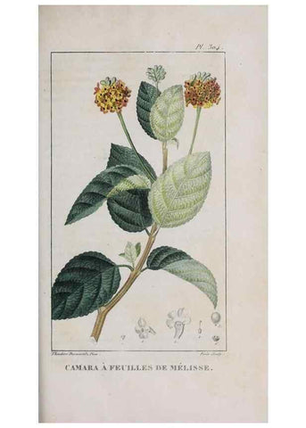 Reproducción/Reproduction 33294766078: Flore pittoresque et médicale des Antilles, ou, Histoire naturelle des plantes usuelles des colonies françaises, anglaises, espagnoles, et portugaises /. Paris :Ches l'Editeur,1833.. 