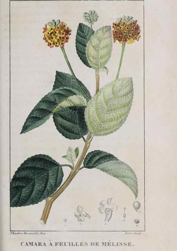 Reproducción/Reproduction 33294766078: Flore pittoresque et médicale des Antilles, ou, Histoire naturelle des plantes usuelles des colonies françaises, anglaises, espagnoles, et portugaises /. Paris :Ches l'Editeur,1833.. 