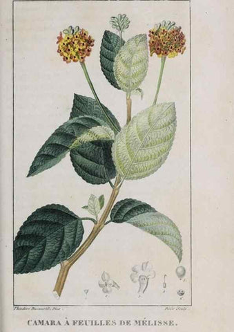 Reproducción/Reproduction 33294766078: Flore pittoresque et médicale des Antilles, ou, Histoire naturelle des plantes usuelles des colonies françaises, anglaises, espagnoles, et portugaises /. Paris :Ches l'Editeur,1833.. 