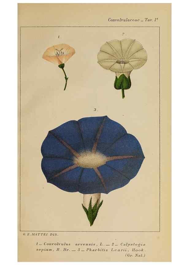 Reproducción/Reproduction 32236372907: Convolvulacee /. Bologna :Società tipografica Azzoguidi,1887.. 