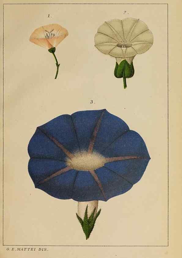 Reproducción/Reproduction 32236372907: Convolvulacee /. Bologna :Società tipografica Azzoguidi,1887.. 