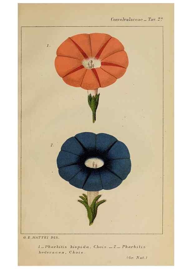 Reproducción/Reproduction 47178127371: Convolvulacee /. Bologna :Società tipografica Azzoguidi,1887.. 