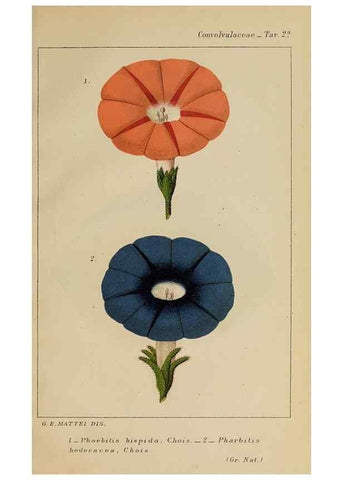 Reproducción/Reproduction 47178127371: Convolvulacee /. Bologna :Società tipografica Azzoguidi,1887.. 