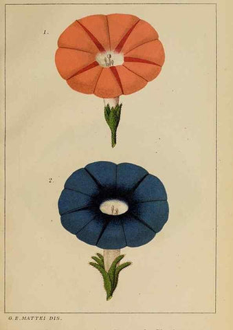 Reproducción/Reproduction 47178127371: Convolvulacee /. Bologna :Società tipografica Azzoguidi,1887.. 