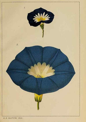 Reproducción/Reproduction 47178127961: Convolvulacee /. Bologna :Società tipografica Azzoguidi,1887.. 