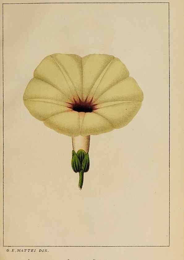 Reproducción/Reproduction 46454683374: Convolvulacee /. Bologna :Società tipografica Azzoguidi,1887.. 
