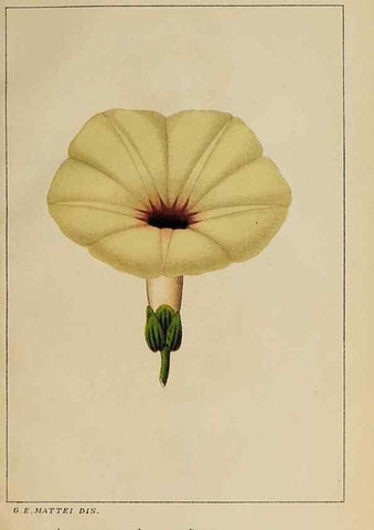 Reproducción/Reproduction 46454683374: Convolvulacee /. Bologna :Società tipografica Azzoguidi,1887.. 
