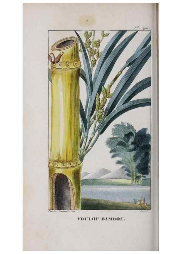 Reproducción/Reproduction 47117995232: Flore pittoresque et médicale des Antilles, ou, Histoire naturelle des plantes usuelles des colonies françaises, anglaises, espagnoles, et portugaises /. Paris :Ches l'Editeur,1833.. 