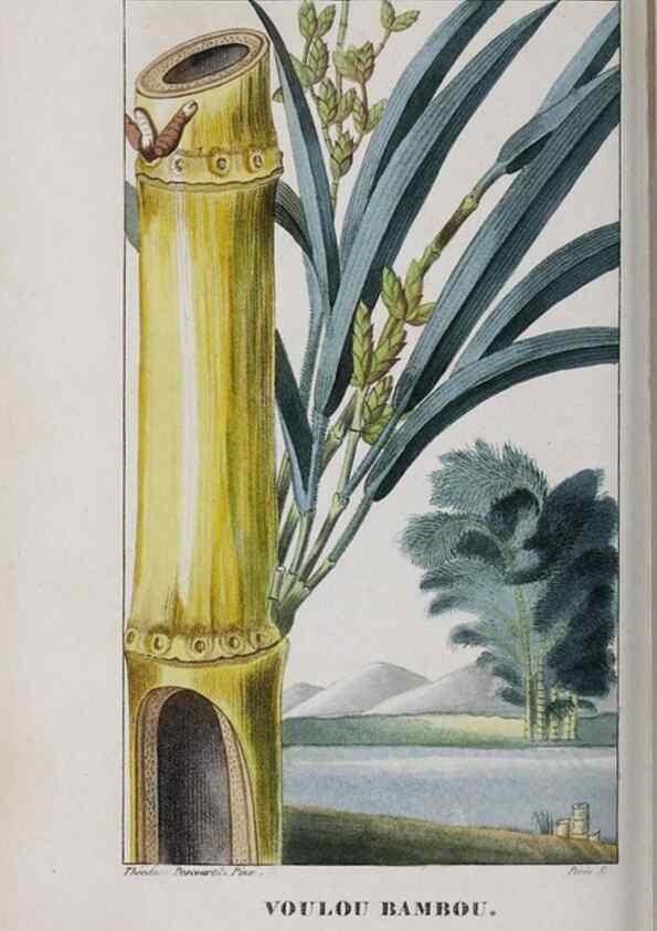 Reproducción/Reproduction 47117995232: Flore pittoresque et médicale des Antilles, ou, Histoire naturelle des plantes usuelles des colonies françaises, anglaises, espagnoles, et portugaises /. Paris :Ches l'Editeur,1833.. 