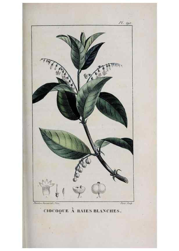 Reproducción/Reproduction 40205099783: Flore pittoresque et médicale des Antilles, ou, Histoire naturelle des plantes usuelles des colonies françaises, anglaises, espagnoles, et portugaises /. Paris :Ches l'Editeur,1833.. 