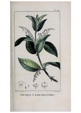 Reproducción/Reproduction 40205099783: Flore pittoresque et médicale des Antilles, ou, Histoire naturelle des plantes usuelles des colonies françaises, anglaises, espagnoles, et portugaises /. Paris :Ches l'Editeur,1833.. 