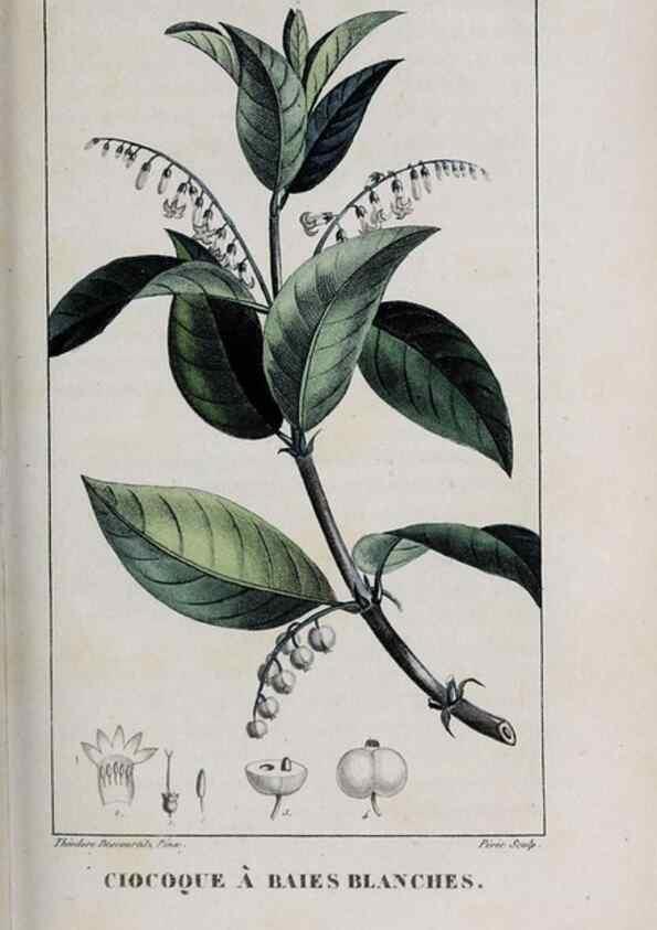 Reproducción/Reproduction 40205099783: Flore pittoresque et médicale des Antilles, ou, Histoire naturelle des plantes usuelles des colonies françaises, anglaises, espagnoles, et portugaises /. Paris :Ches l'Editeur,1833.. 