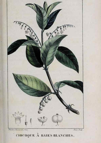 Reproducción/Reproduction 40205099783: Flore pittoresque et médicale des Antilles, ou, Histoire naturelle des plantes usuelles des colonies françaises, anglaises, espagnoles, et portugaises /. Paris :Ches l'Editeur,1833.. 