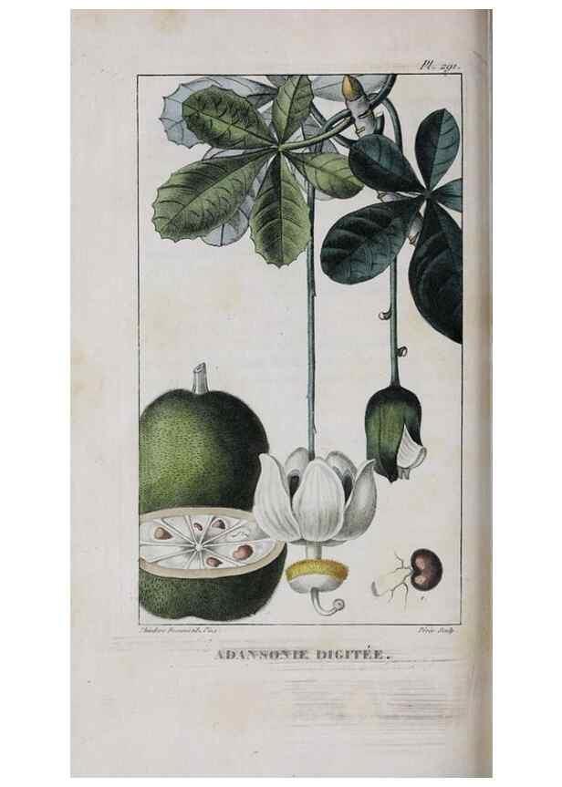 Reproducción/Reproduction 33294756538: Flore pittoresque et médicale des Antilles, ou, Histoire naturelle des plantes usuelles des colonies françaises, anglaises, espagnoles, et portugaises /. Paris :Ches l'Editeur,1833.. 