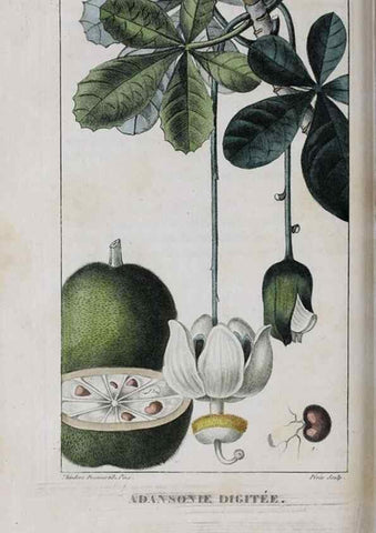 Reproducción/Reproduction 33294756538: Flore pittoresque et médicale des Antilles, ou, Histoire naturelle des plantes usuelles des colonies françaises, anglaises, espagnoles, et portugaises /. Paris :Ches l'Editeur,1833.. 