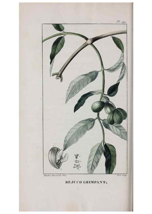Reproducción/Reproduction 46255875385: Flore pittoresque et médicale des Antilles, ou, Histoire naturelle des plantes usuelles des colonies françaises, anglaises, espagnoles, et portugaises /. Paris :Ches l'Editeur,1833.. 