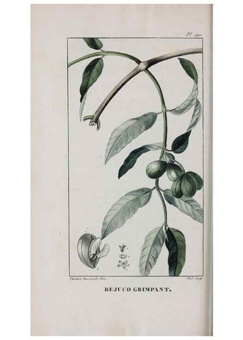 Reproducción/Reproduction 46255875385: Flore pittoresque et médicale des Antilles, ou, Histoire naturelle des plantes usuelles des colonies françaises, anglaises, espagnoles, et portugaises /. Paris :Ches l'Editeur,1833.. 