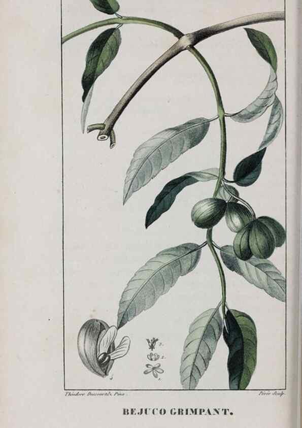 Reproducción/Reproduction 46255875385: Flore pittoresque et médicale des Antilles, ou, Histoire naturelle des plantes usuelles des colonies françaises, anglaises, espagnoles, et portugaises /. Paris :Ches l'Editeur,1833.. 
