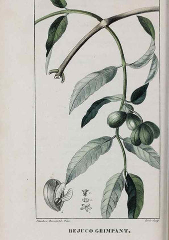 Reproducción/Reproduction 46255875385: Flore pittoresque et médicale des Antilles, ou, Histoire naturelle des plantes usuelles des colonies françaises, anglaises, espagnoles, et portugaises /. Paris :Ches l'Editeur,1833.. 